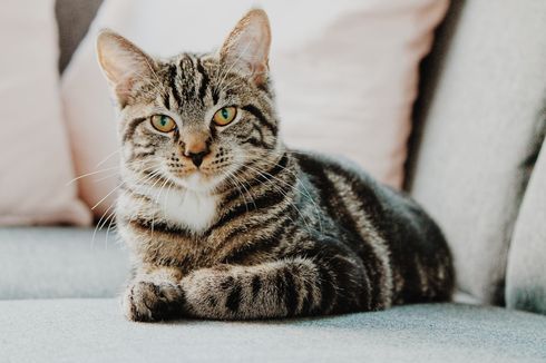 Waspada! Ini Pertanda Kucing Harus Segera Dibawa ke Dokter Hewan