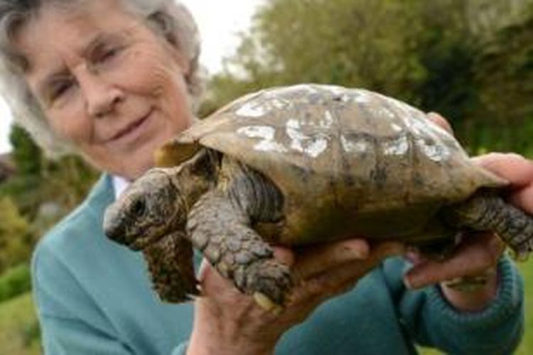 Wendy Stokes (74) bersama Toby kura-kura peliharaannya  yang berusia 109 tahun.