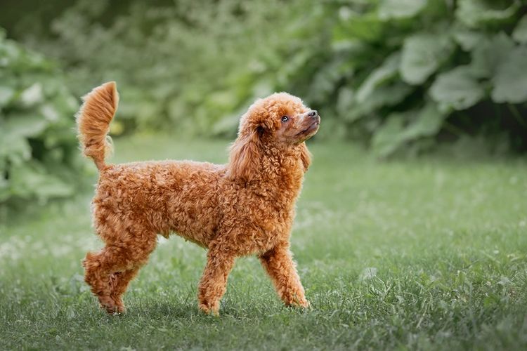 Ilustrasi anjing - Ras anjing pudel jenis Miniature Poodle.