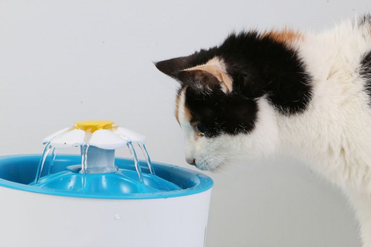 Ilustrasi kucing minum air di mangkuk minum air mancur