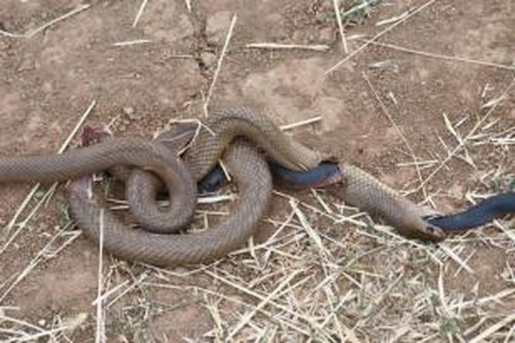 Dua ular ditemukan mati dalam keadaan terbelit, di kawasan Griffith, NSW, Australia.