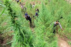 Polisi Gerebek 6 Hektar Ladang Ganja di Aceh Utara 