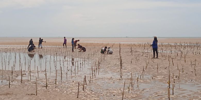 Kelompok Sahabat Mangrove Desa Kersik bersama Pemerintah Desa Kersik rutin menanam mangrove dan pembangunan pegar (pemecah gelombang ambang rendah), sebagai bagian program Desa Wisata Kersik yang diinisiasi PHKT. 