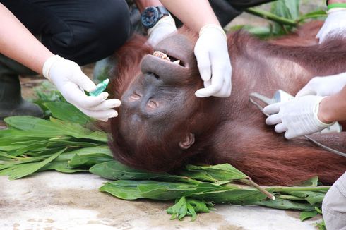 Polri Akan Kejar Pelaku dan Perusahaan Pembunuh Orangutan di Kalteng