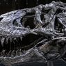 T-Rex Ternyata Jauh Lebih Besar dari Perkiraan Sebelumnya, Studi Jelaskan