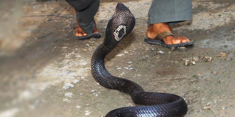 Cara mengusir ular secara islam