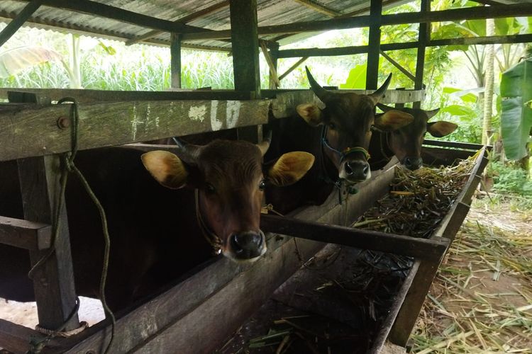 Sejumlah sapi kurban di Nunukan Kaltara yang baru didatangkan dari Sulsel