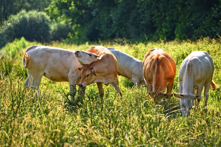 Ilustrasi sapi, ternak sapi, sapi makan rumput.