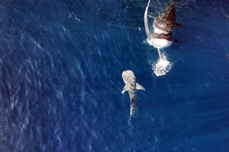 2 Hiu Paus Mati Terdampar di Cilacap, Peneliti Duga Keracunan