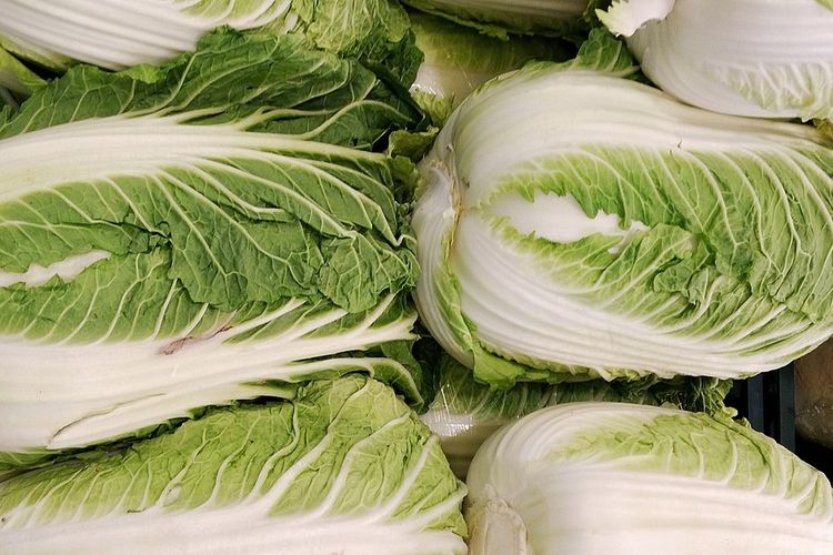 Ilustrasi sawi putih. 