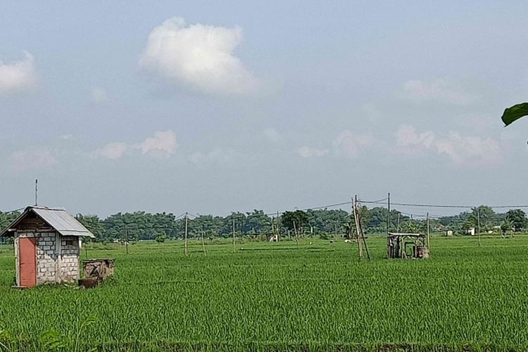 Tanaman padi berumur 21 hari di sawah saat cuaca panas terik.