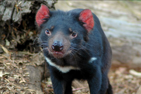 Fakta Menarik Setan Tasmania, Hanya Punya Satu Set Gigi