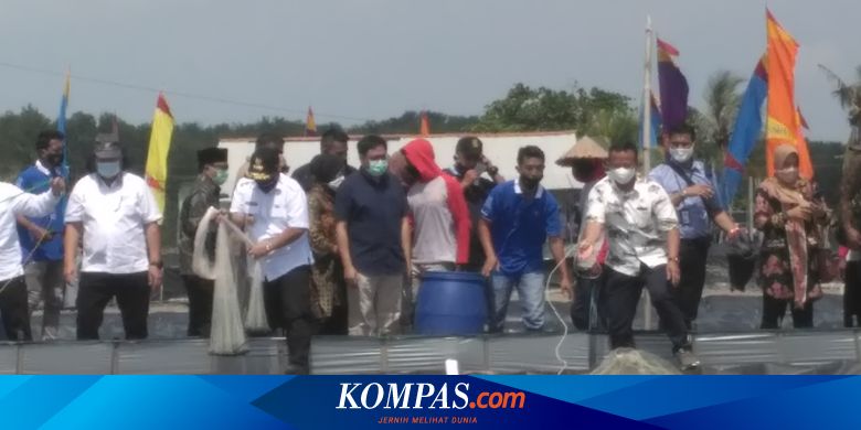 Menteri KPP: Panen Parsial, Petambak Udang Bisa Untung Banyak