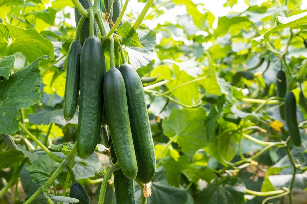 Timun bisa dianggap sebagai buah maupun sayur, tergantung pengolahannya.