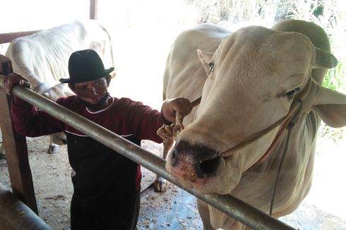 Sapi Kurban Jokowi Beratnya 1 Ton, Dimandikan Siang Hari agar Tak Masuk Angin