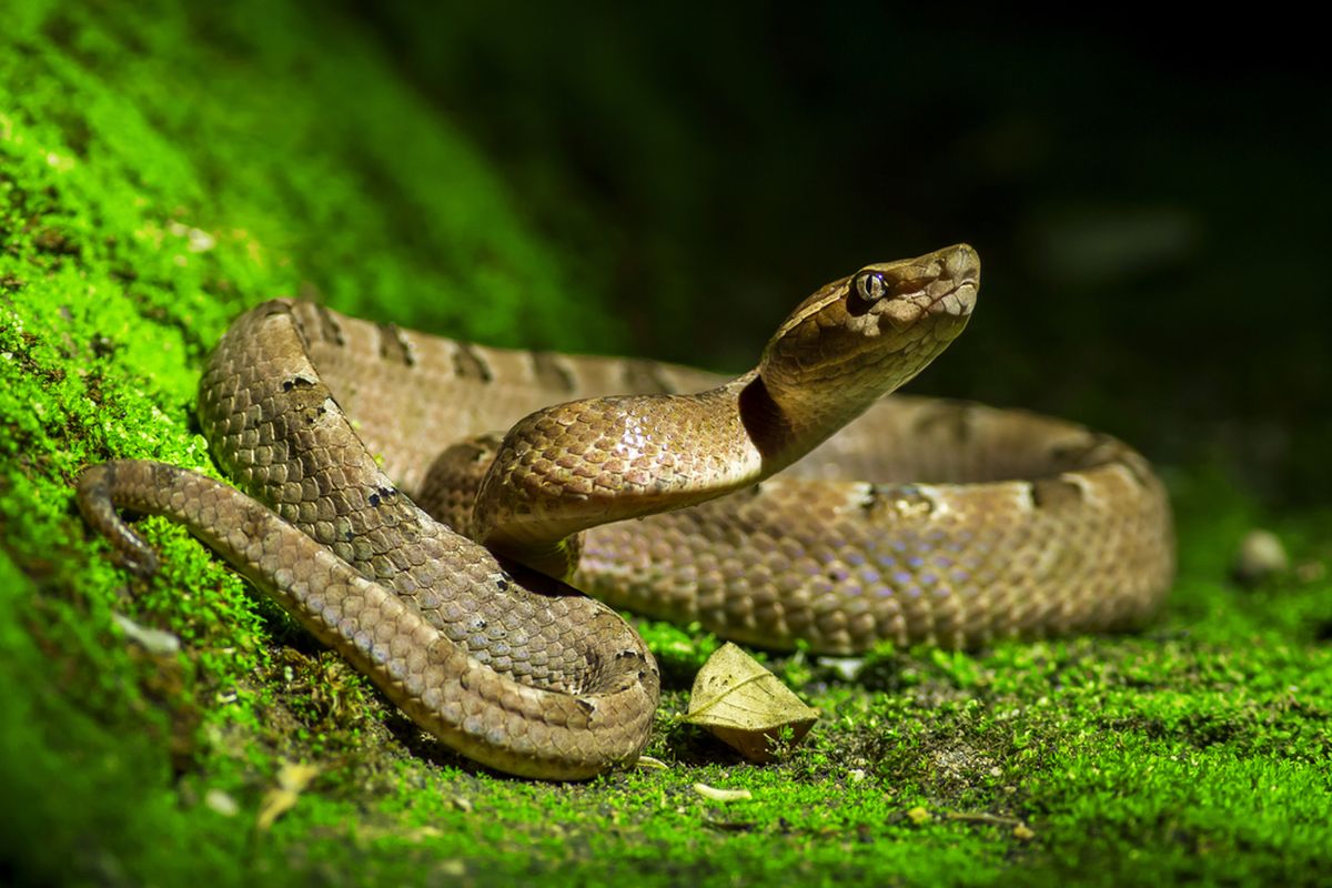 Ilustrasi ular.