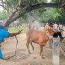 Wabah PMK Hantam Pasar Hewan Madiun, Harga Sapi Anjlok Drastis