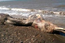 Hewan Laut Misterius yang Berparuh dan Berbulu Terdampar di Pesisir Rusia
