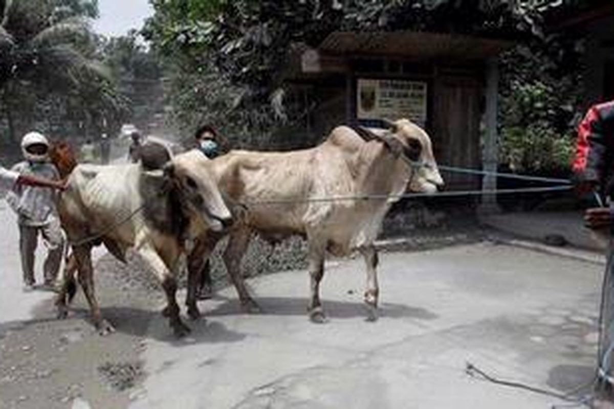Warga korban letusan Gunung Merapi mengevakuasi hewan ternak di Dusun Geblok, Desa Wukirsari, Kecamatan Cangkringan, Sleman, DI Yogyakarta, Sabtu (6/11/2010). Letusan Gunung Merapi yang terjadi kembali Jumat (5/11/2010) mengakibatkan sedikitnya 69 orang tewas, 66 orang luka-luka terkena semburan awan panas, dan 30.000 warga mengungsi.  