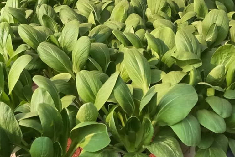 Ilustrasi hidroponik.