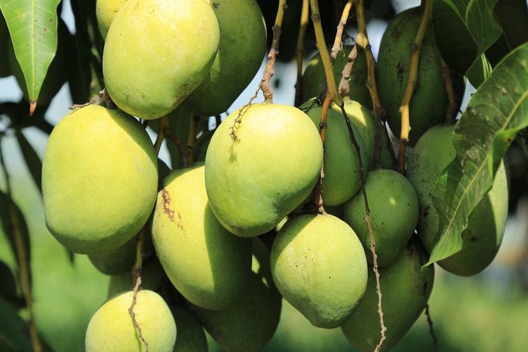 Ilustrasi tanaman mangga, pohon mangga.