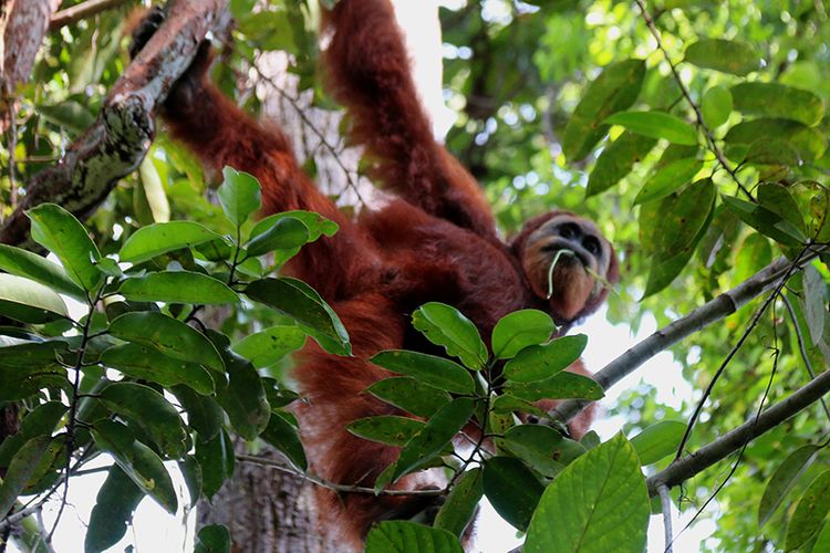 satu ekor orangutan jantan dewasa sedang mencari makanan di kawasan hutan Rawa Kluet (rawa gambut) Ekosistem Lauser, Aceh Selatan. Sabtu (12/01/2018).  Taman Nasional Gunung Lauser (TNGL) Suaq Balimbing ini terkenal memiliki penyebaran populasi orangutan terpadat di dunia, setidaknya dalam areal seluas 550 hektare terdapat 110 orangutan yang telah teridentifikasi bahkan telah diberikan nama.