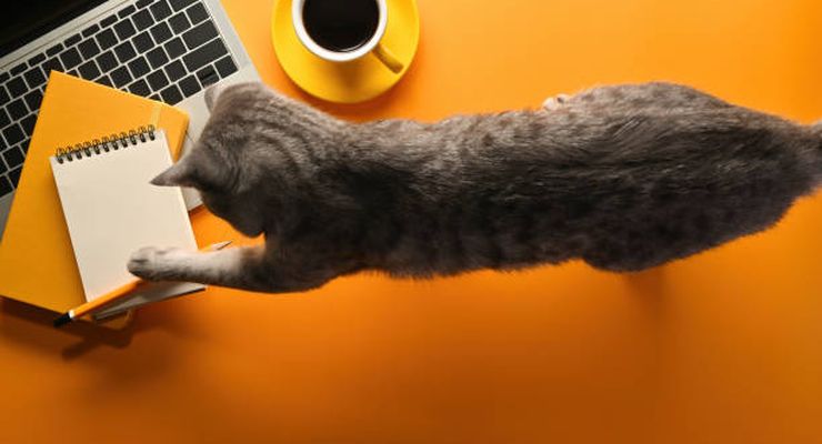 Saat CIA Melatih Kucing Menjadi Mata-mata di Era Perang Dingin, Apa Hasilnya?