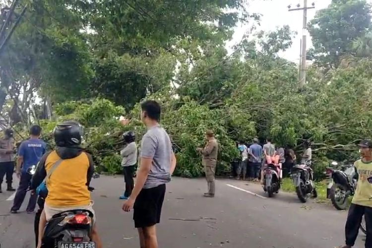 Pohon tumbang menimpa pengendara motor hingga tewas di jalan raya Pasuruan-Malang di Desa Sambisirah, Kecamatan Wonorejo, Kabupaten Pasuruan, Jawa Timur, Kamis (30/01/2025) 