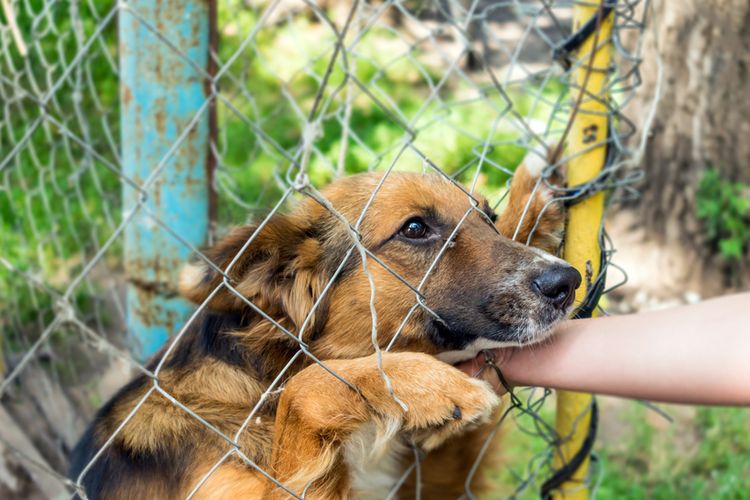 Tren Kasus Rabies di Kupang Terus Meroket, Ini Data Sebaran Wilayah Paling Rawan