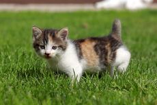 Mata Anak Kucing Sering Berair dan Kotor, Apa yang Harus Dilakukan?