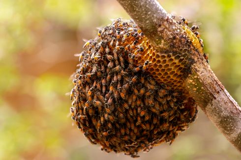 Sarang Lebah Jatuh dari Pohon di Klaten, 11 Orang Tersengat dan Dirawat di Rumah Sakit