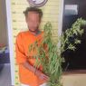 Tanam Ganja untuk Diisap di Warung Tuak, Warga Tapanuli Utara Ditangkap