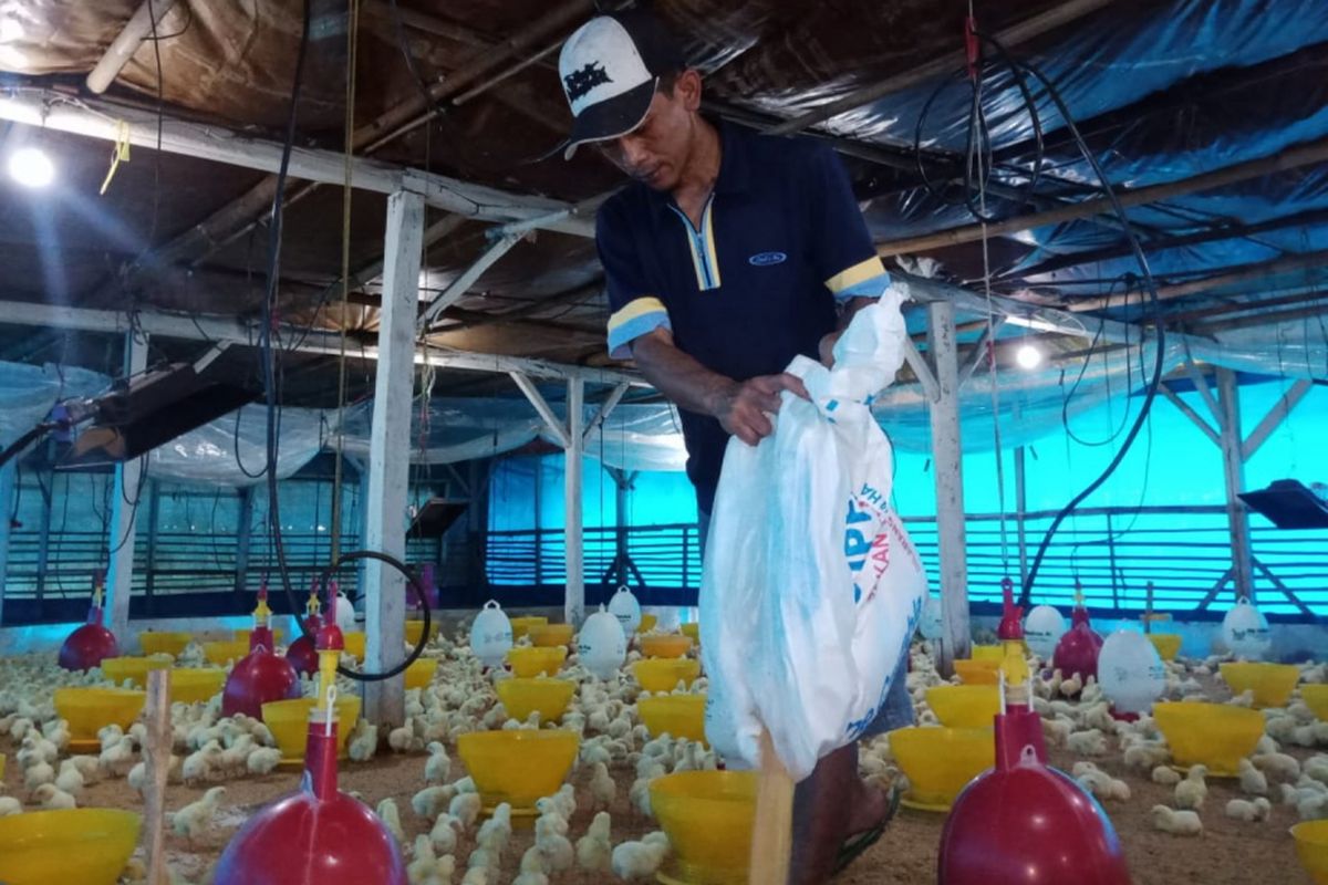 Peternak ayam di Sumedang, Jawa Barat mengeluhkan anjloknya harga jual ayam potong di tingkat peternak, Senin (25/2/2019). AAM AMINULLAH/KOMPAS.com