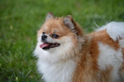 Mengenal Ras Pomeranian, Anjing Mungil dengan Bulu Lebat yang Khas