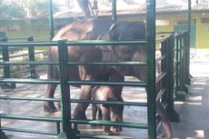 Dumbo, Anak Gajah di Kebun Binatang Surabaya Mati