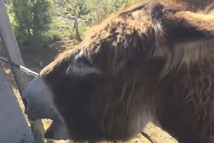 Baldomera, seekor keledai yang berada di Malaga, Spanyol, terlihat menangis ketika bertemu lagi dengan majikannya, Ismael Fernandez, setelah dua bulan mereka tak bersua di tengah wabah virus corona.