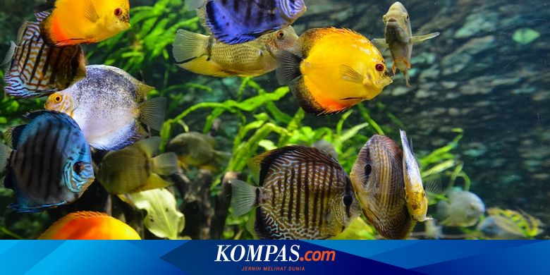 850 Koleksi Dekorasi Ruang Tamu Dengan Aquarium Gratis