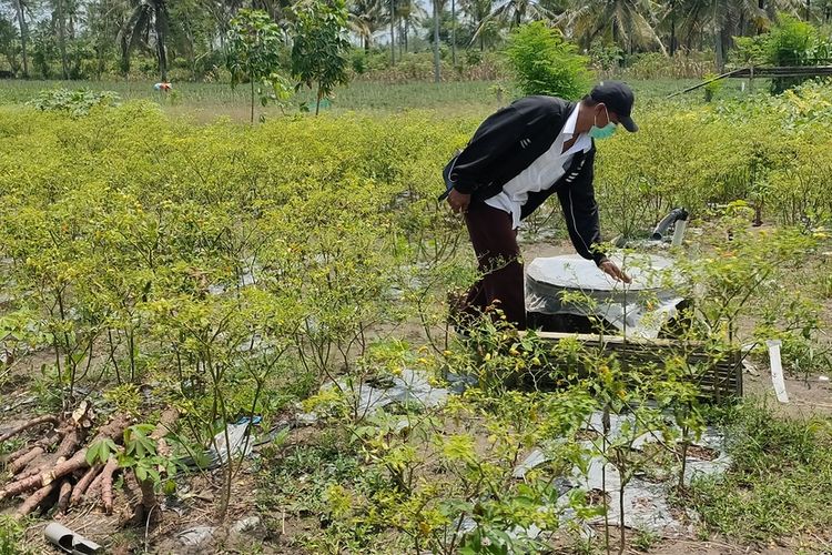 Warga kerja bakti di Pedukuhan Kriyan, Kalurahan Karangwuni, Kapanewon Temon, Kabupaten Kulon Progo, Daerah Istimewa Yogyakarta. Mereka membersihkan buis beton berisi air di sekeliling kampung pasca puluhan warga di dua RT diduga terjangkit DBD.