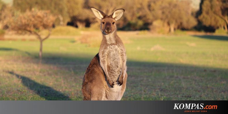 Serba-serbi Hewan: Kenapa dan Bagaimana Kanguru Melompat?