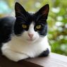 Mengapa Kucing Menyembunyikan Kaki di Balik Tubuhnya?