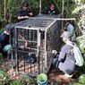 BKSDA Agam Berupaya Tangkap Beruang Madu yang Berkeliaran di Kebun Warga