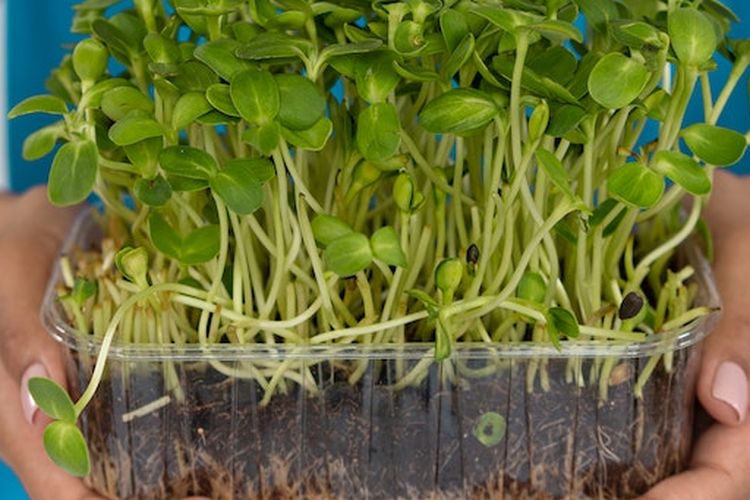 Ilustrasi budidaya microgreen
