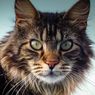 Fakta Kucing Maine Coon yang Perlu Diketahui