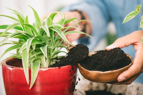 Cara Membuat Pupuk Tanaman dari Bubuk Kopi dan Cangkang Telur