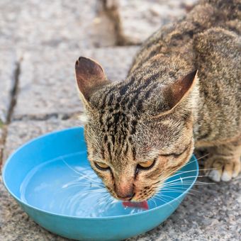 Jika air yang tersedia tidak cukup segar dan bersih atau tidak tersedia air sama sekali, mungkin itu yang menjadi penyebab kenapa kucing tidak suka makanan kering yang biasa dimakannya.

