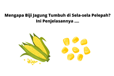 Mengapa Biji Jagung Tumbuh di Sela-sela Pelepah? Ini Penjelasannya ....