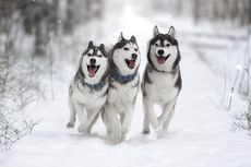 7 Ras Anjing yang Tahan Cuaca Dingin, Ada Siberian Husky dan Akita Inu