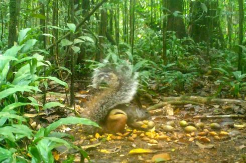 Bukan Pengisap Darah, Tupai Vampir Kalimantan Makan Biji-Bijian