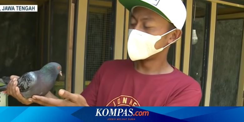 Menilik Spesialnya Jaguar, Merpati Seharga Rp 1,5 Miliar - Vimarsana News