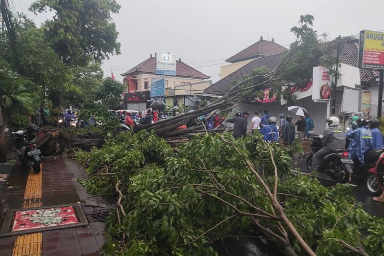 Pohon Tumbang terjadi di Kota Denpasar akibat hujan dan angin kencang. 